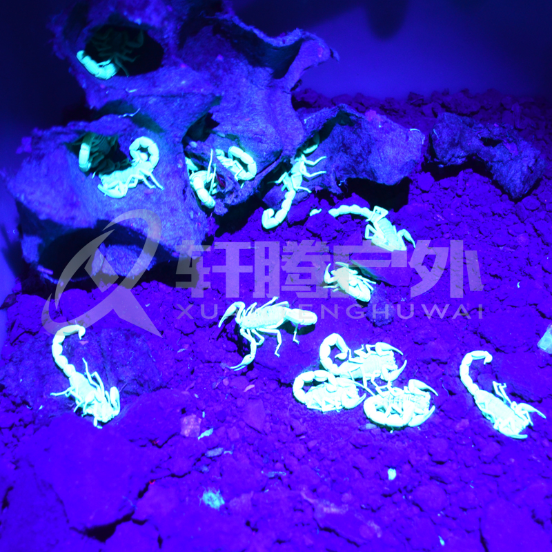 Scratch scorpion chói ánh sáng màu tím bắt đầu gắn kết dẫn dual-sử dụng chiếu sáng ngoài trời sạc giả bắt đậu worm đèn pin ánh sáng vàng