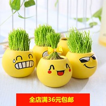 Green potted office mini plant grass planting expression grass head doll desktop ecological custom logo
