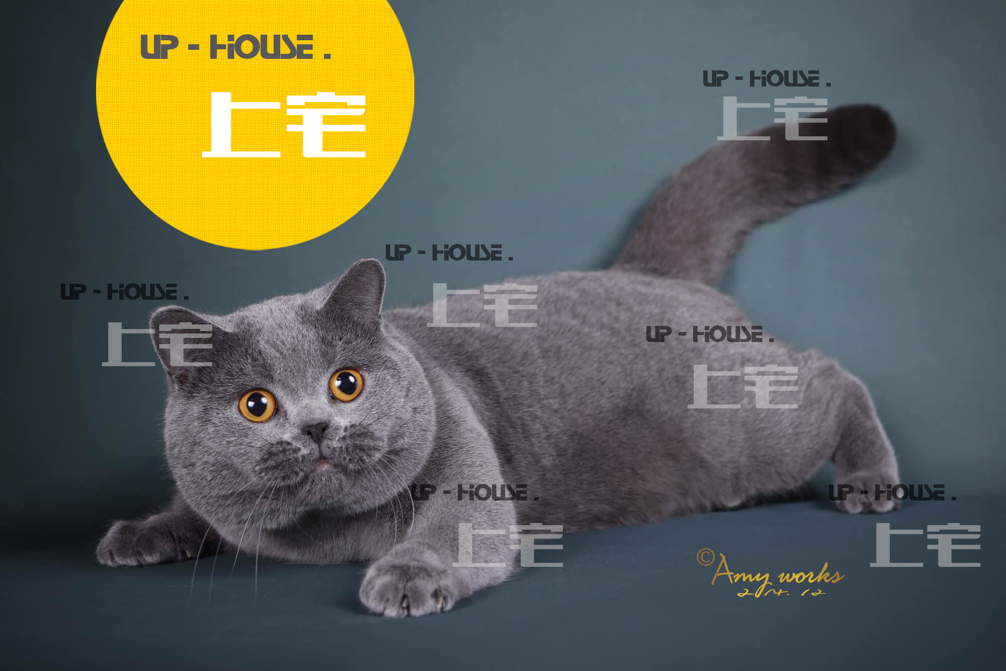 Mansion C F A Breed Public Display of Rounded Flesh and Pure Breed British Short Hairy Cat British Short Blue Cat Living GC Match Blood