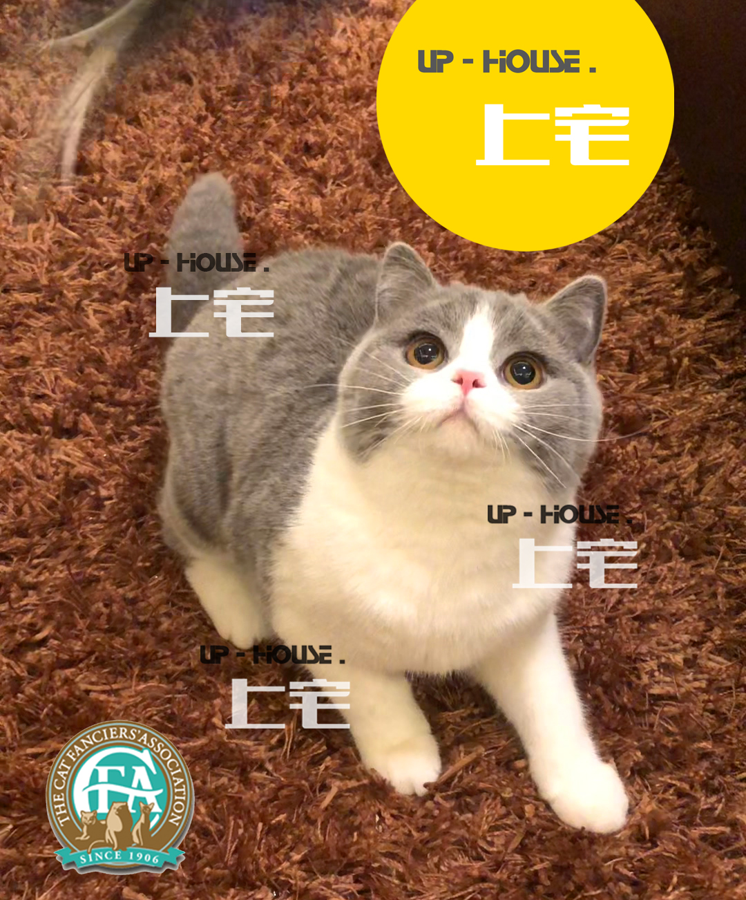 UP-HOUSE UPPER HOUSE Villa C F A pure breed British short hairy cat English short blue cat blue and white living darling S S BM M O blood