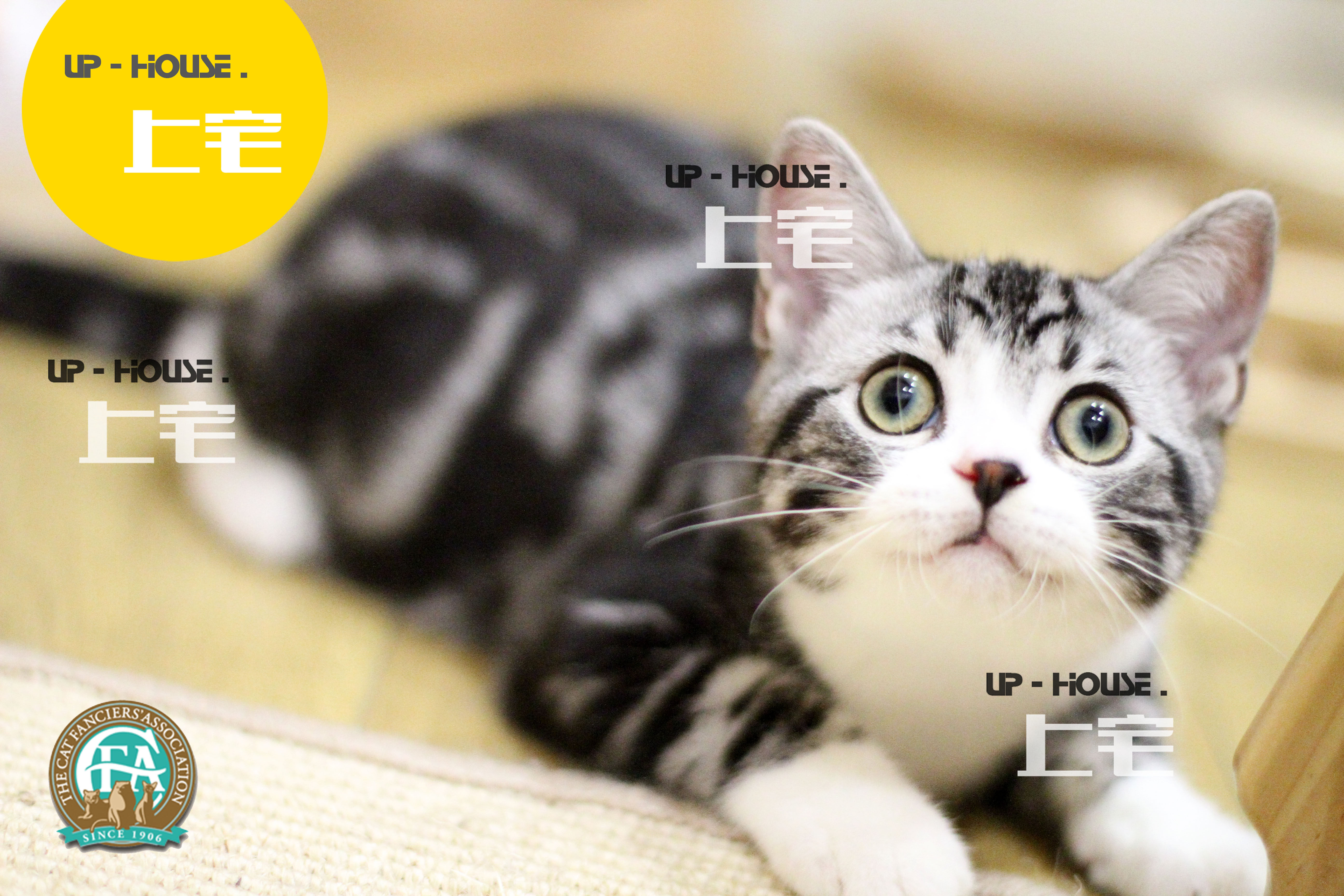 Upper home U P-H O U S E-C F A US short hairy cat beauty short silver tiger spotted with white living body MK E N Z O. D D D