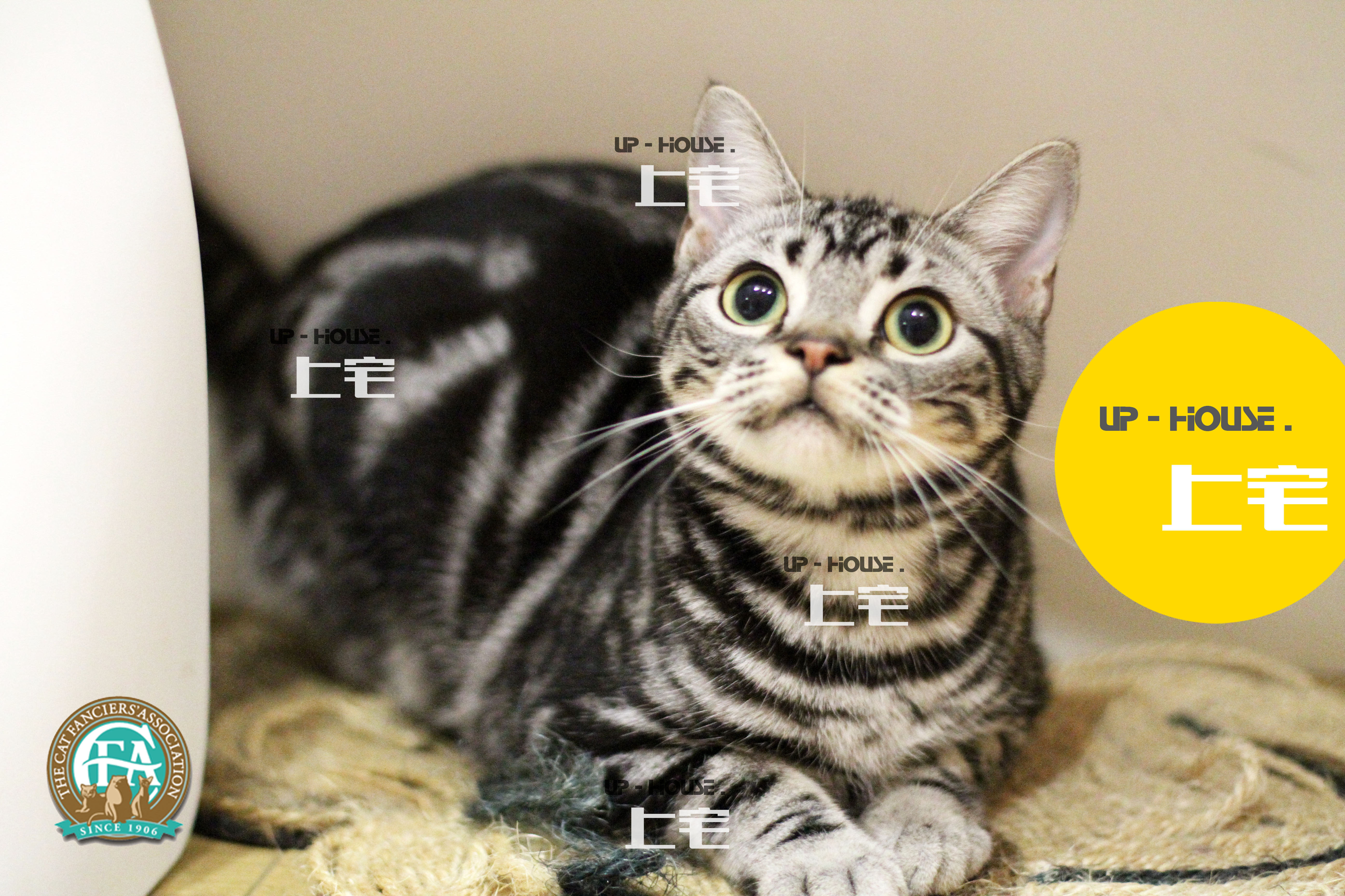 Mansion U P-H O U S E & C F A US Short Cat Racing Grade Beauty Short Silver Tiger Spotted Living Pet Kitty M M M