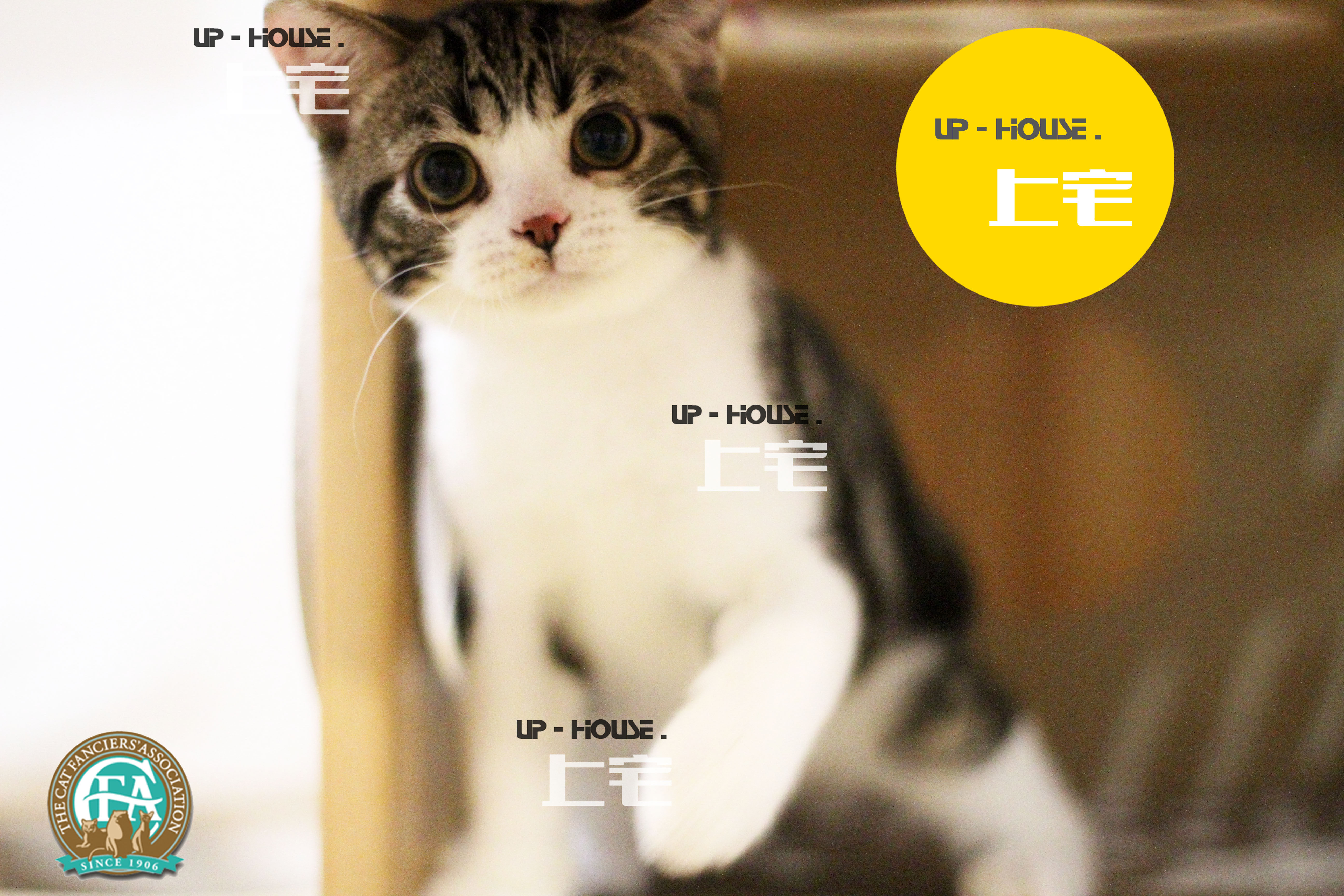 Shangzhai ▲CFA purebred American Shorthair American short brown tabby plus white cheese live kitten ▲FDL▲DD