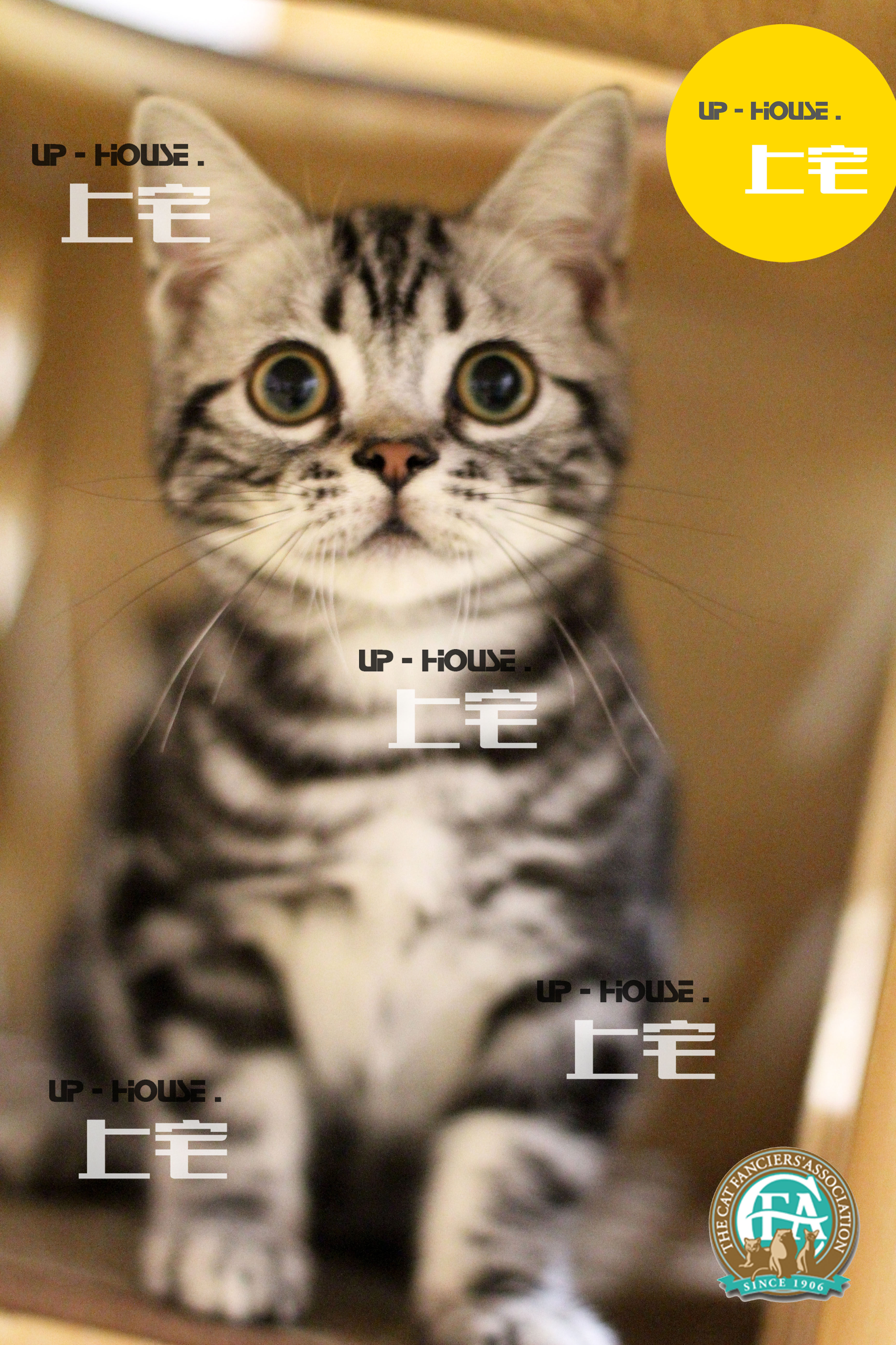 Shangzhai UP-HOUSE▲CFA Purebred American Shorthair American Shorthair Silver Tabby Live Pet Cat▲BIE▲MM