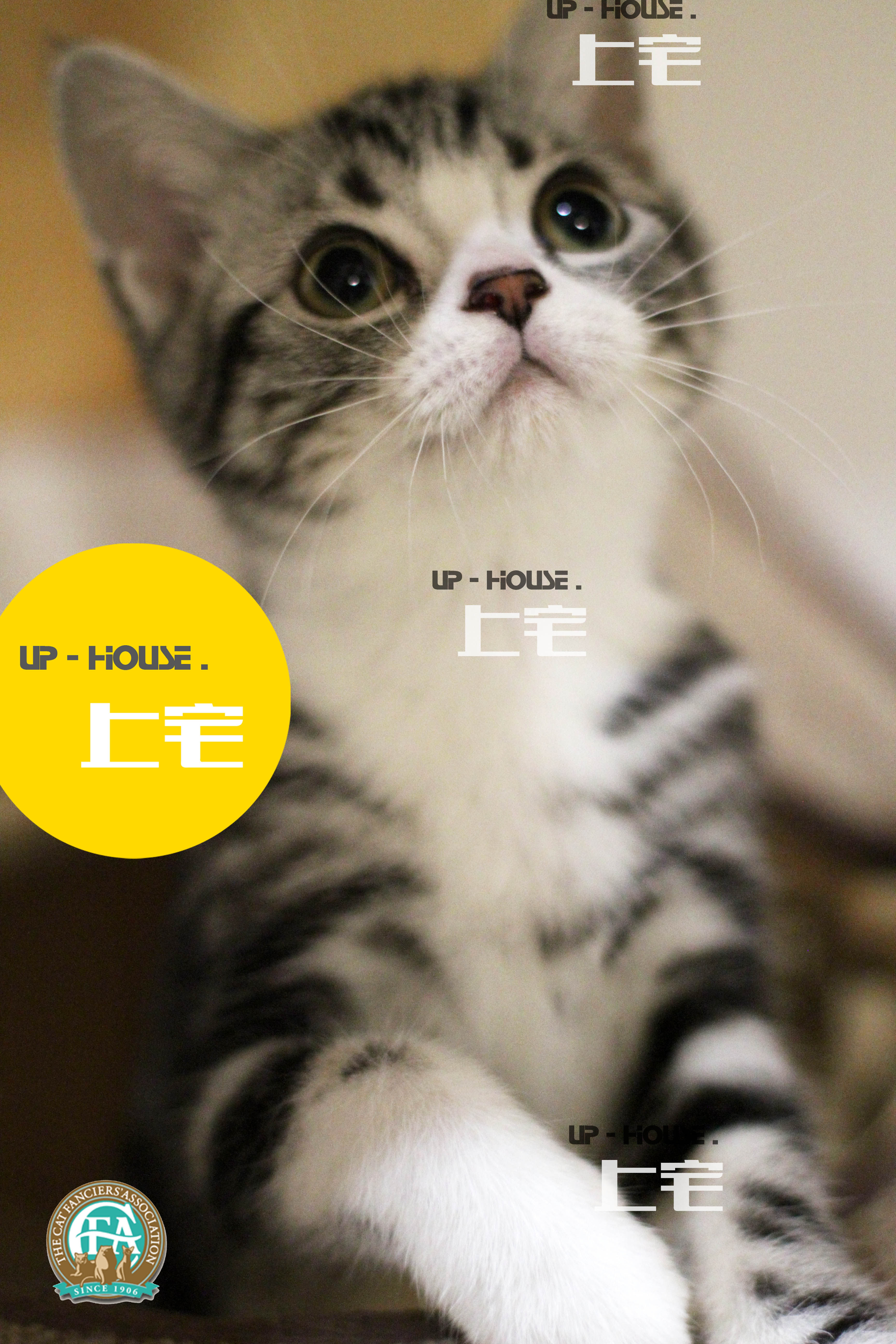 Mansion mansion C F A pure breed American short hairy cat beauty short silver tiger spotted with white living pet kitty J. O J O J O ' Mem M M