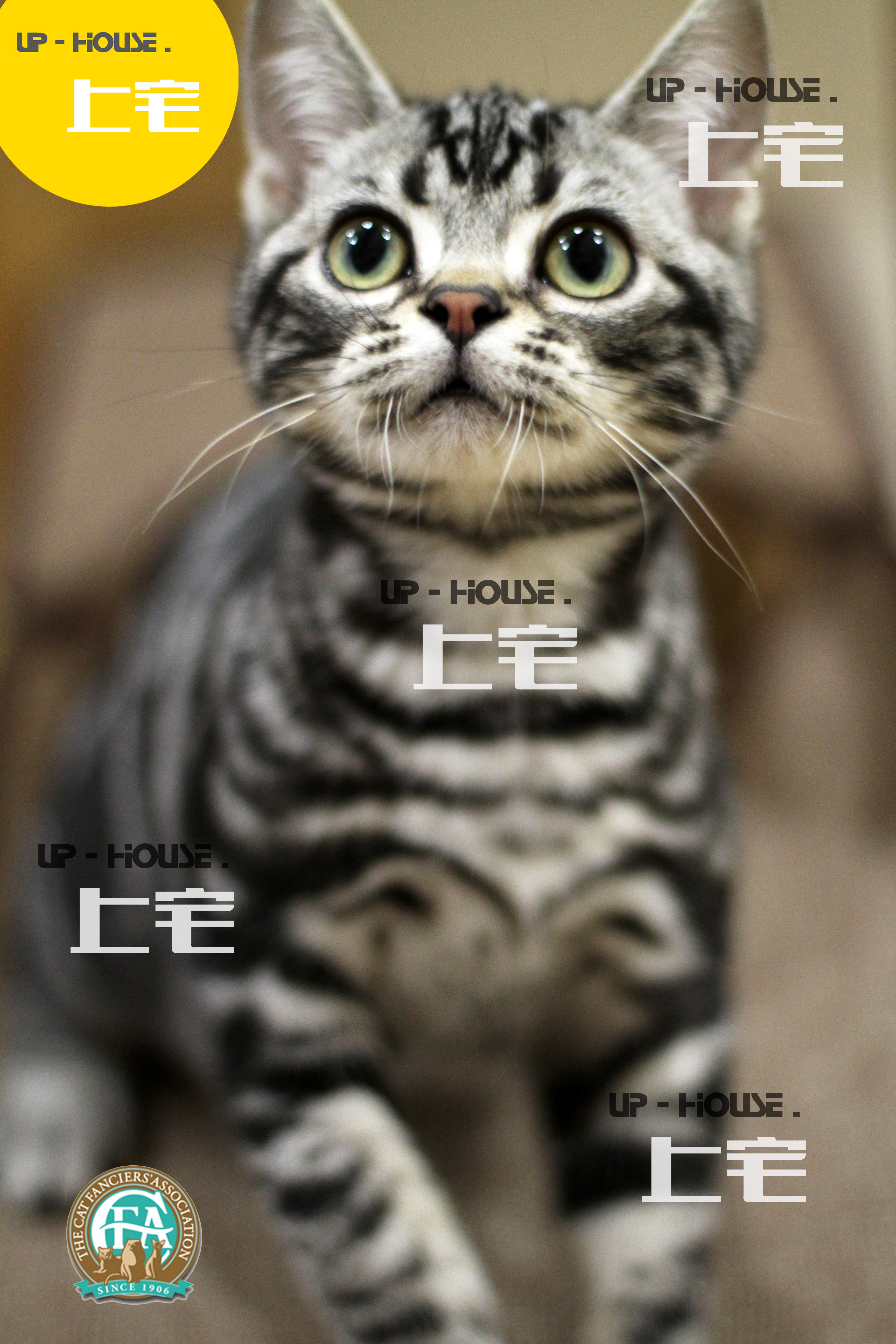 Mansion mansion C F A pedigi pure breed American short hairy cat beauty short silver tiger spotted living pet young kitty P R O'D D D