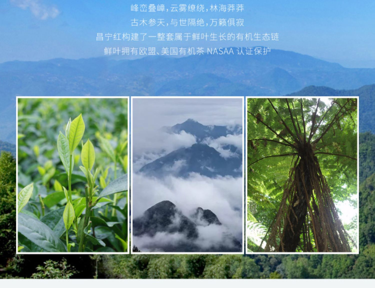 【昌宁红】高山毛峰有机茶125g/罐