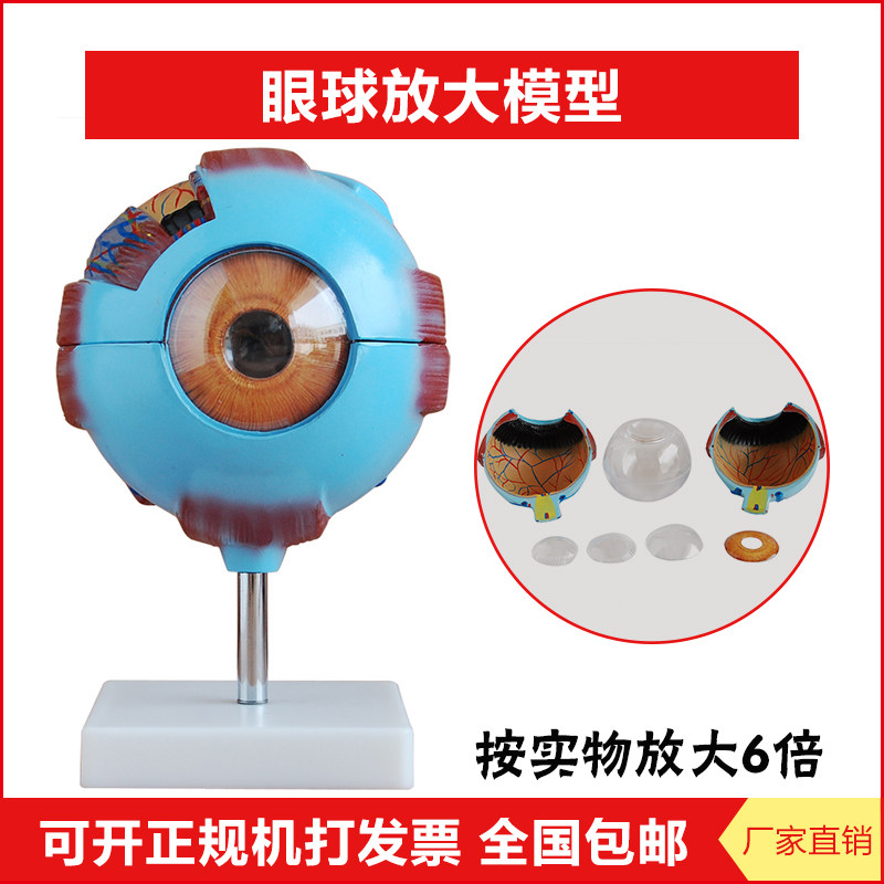 眼球模型眼球放大模型人体眼球结构造解剖模型展示教学教具医学