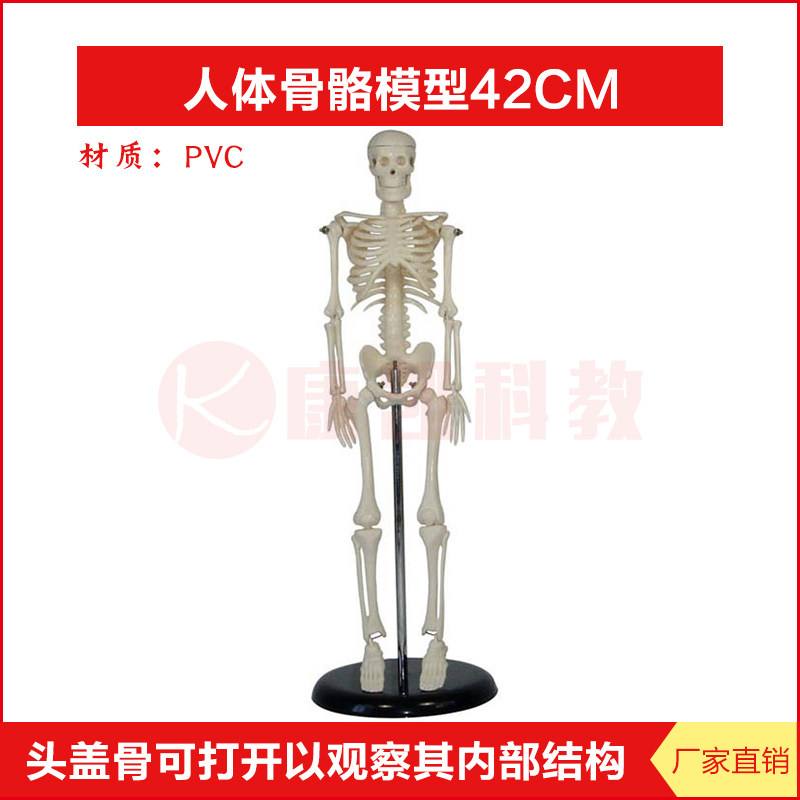 骨骼模型42CM人体全身骨骼模型骨架结构造教学模型骷髅头教学医学