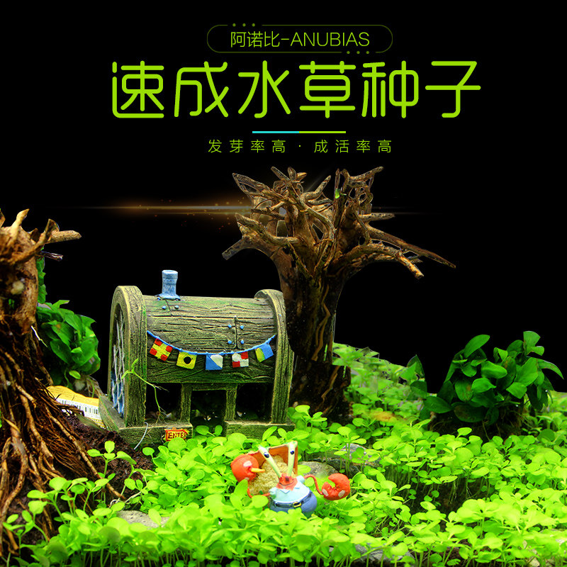 Water Grass Seed Fish Tank Building Plan Aquarium Sea Grass Speed Into Seed Foreground Dwarf Pearl Seed Cow Hair to Leaves