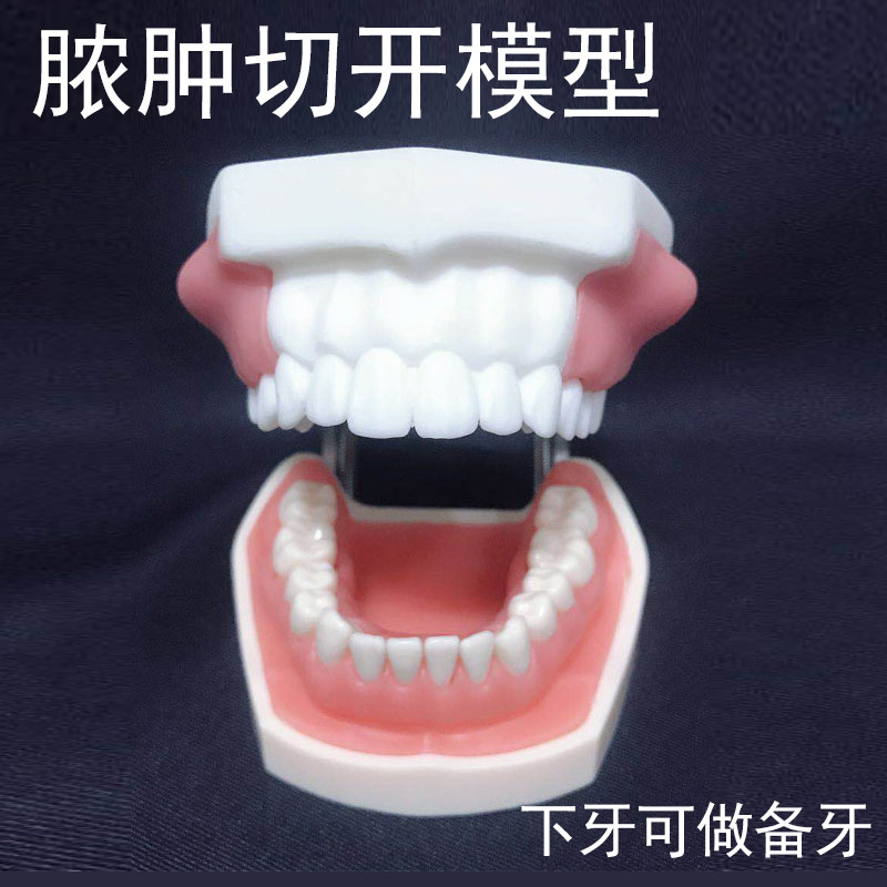 脓肿切开模型口腔执业医师考前培训引流牙模牙科教学牙齿肿块可换