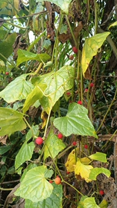 Yunnan Nujiang Tumuli Wild Cucumber мышь, тянущая зимняя дыня Tianluo сетка, красные фрукты