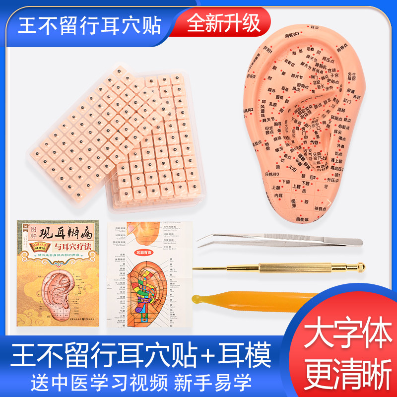 耳穴贴王不留行籽压耳豆贴穴位模型 中医经络耳朵部按摩教学模具