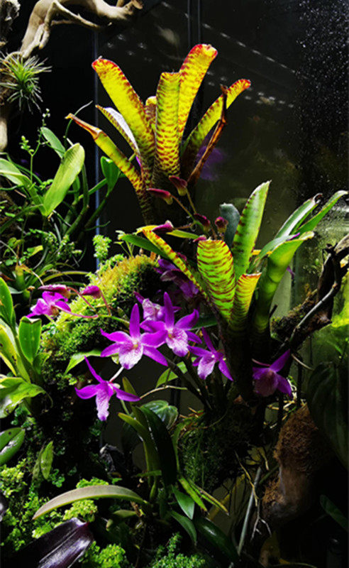 Stagnant Water Pinewood Tiger Tattooy Twisome mother plant Rainforest Vat plant Landscape Potted Plant Tabletop Plant