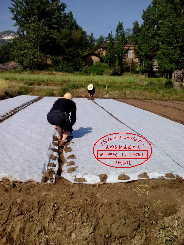Vải không dệt màu trắng, cuộn toàn bộ, không dệt, thoáng khí, chống bụi, nông nghiệp, vườn ươm, không dệt, gạo, cây giống, không thấm nước - Vải vải tự làm vải cotton trắng