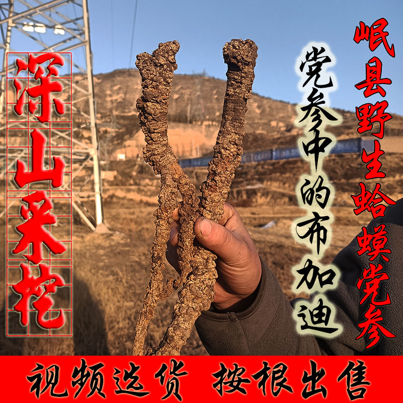 Gansu wild premium old Dang Shen Century-old Wenlu Dang Shen whole root boutique with wild Astragalus angelica toad party