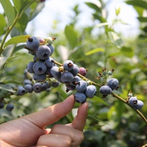 500g dried blueberries