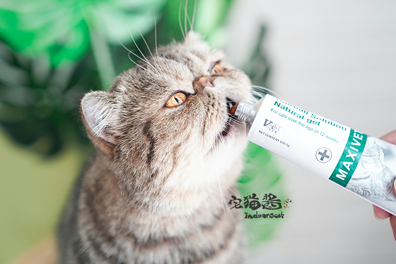 Nước sốt mèo nhà Wiscone có tác dụng mạnh mẽ của kem men Cat Bổ sung vitamin để điều hòa dạ dày ba tác dụng - Cat / Dog Health bổ sung sữa cho chó bị bệnh