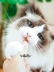 Nước sốt mèo nhà Yu Xiao ăn cá nhỏ phim mèo dinh dưỡng làm đẹp lông thú cưng mèo tương tác phần thưởng đồ ăn nhẹ 25g - Đồ ăn nhẹ cho mèo