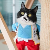 Домашний соус кошачий соус Пети -Плейс олимпийский кот милый и смешная трансформация косплей Трехмерная одежда Фотография одежда