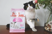 House Cat Food Royal Cat Food Cat Sữa Bánh BK34 Cho con bú & Mang thai Mẹ Mèo 1 ~ 4 tháng tuổi Mèo già Thức ăn chính 400g