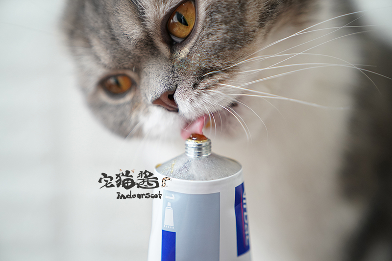 Nước sốt mèo nhà Đây không phải là kem dinh dưỡng bấc Virbac France - Cat / Dog Health bổ sung sữa cho chó mèo