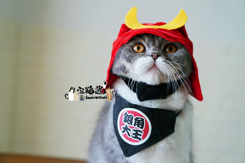 Nhà mèo nước sốt petio piedi biến đổi trang phục mèo cosplay nhiếp ảnh trang phục mũ nón thú cưng - Quần áo & phụ kiện thú cưng áo cho chó phốc