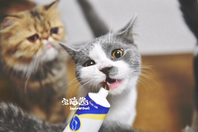 House Cat Sauce Cat Bổ sung dinh dưỡng Kem dinh dưỡng Wisconsin Kem dưỡng ẩm cho mèo tổng hợp nhanh 120,5g - Cat / Dog Health bổ sung Sữa dành cho chó trưởng thành