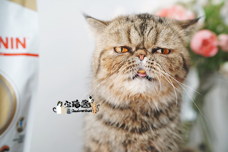 House Cat Sauce Royal Canin Royal Cat Food Beauty Short Cat Food ASA31 Shorthair Cat Main Food 2kg - Cat Staples royal canin cho mèo