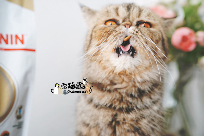 House Cat Sauce Royal Canin Royal Cat Food Beauty Short Cat Food ASA31 Shorthair Cat Main Food 2kg - Cat Staples royal canin cho mèo