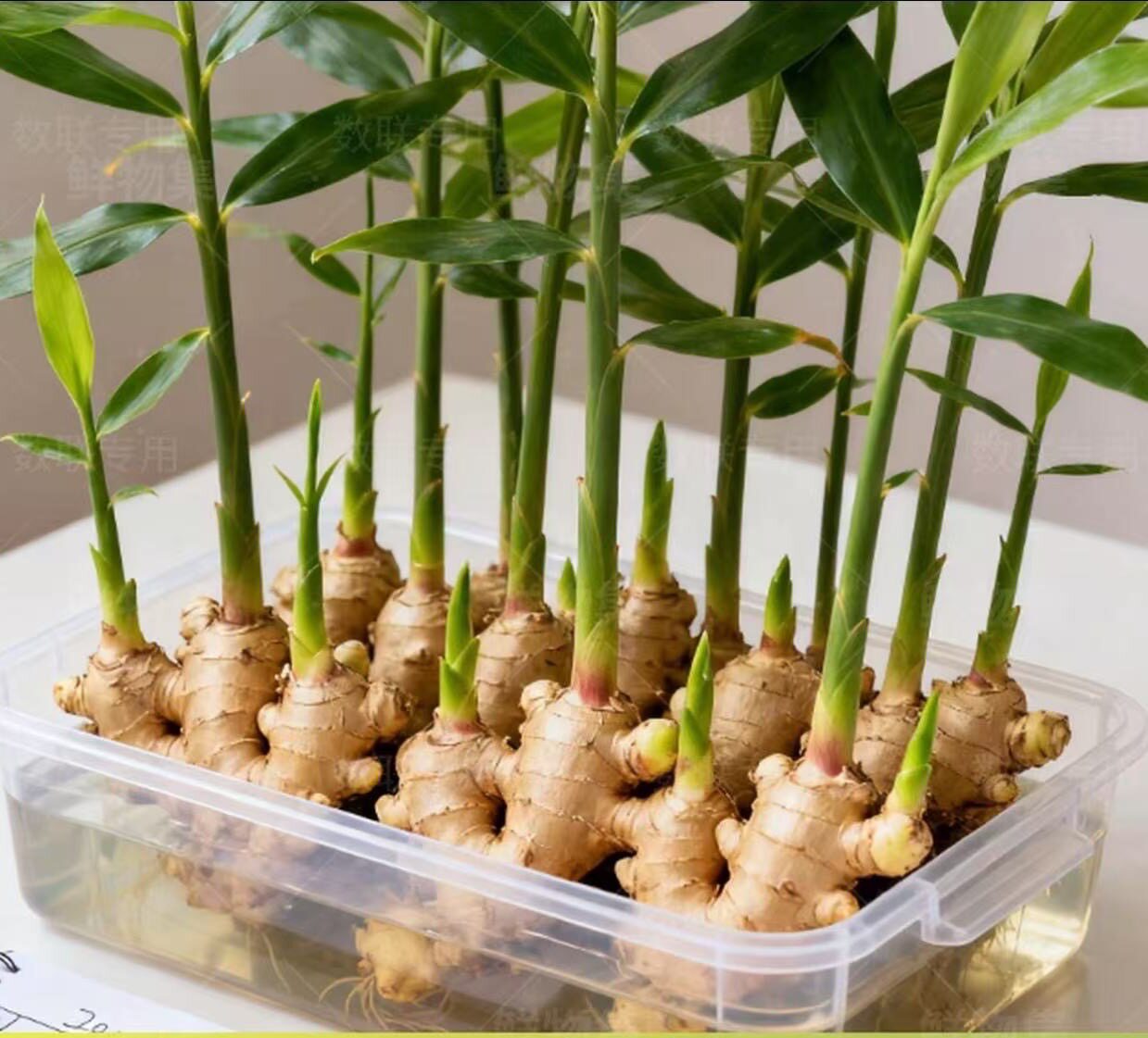 禄根带芽好养灵草,适合阳台盆栽的小绿植?-百变造型香皂-淘宝百科网
