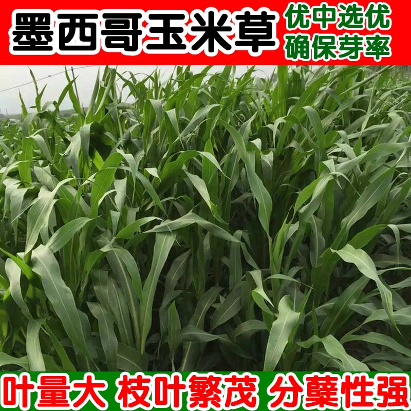 High-Heat Resistant, High-Yield, Non-Flowering Grass, Lichun Jianbao Wangcao, Mexican Corn Grass, for Raising Cattle, Fish, Geese, and Pigs