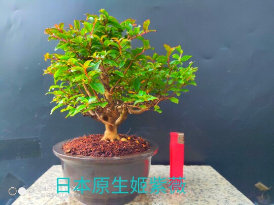 日本紅花姬紫薇姬百日紅