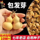 Саженцы тыквы саженцы 孑 Натуральные очень большие семена тыквы семян