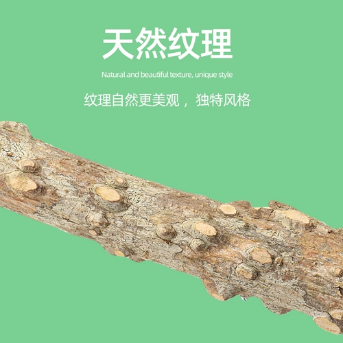 Станция шарки -попугая тигра зима птичья птица птица Пеони скалолот Колоч