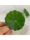 Betta Fish Sleeping, Resting, Spawning, Leaf-Shaped Aquarium Decoration, Artificial Leaf Fish Pet Decoration, Hiding Lotus Leaf