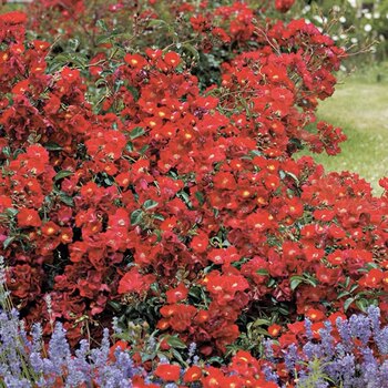 Machine long flowering period and high temperature resistant velvet garden ground cover