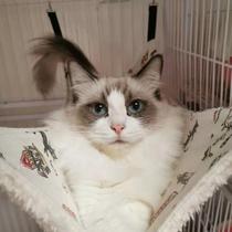 Cat hammock cage hammock breathable double-sided available cat nest