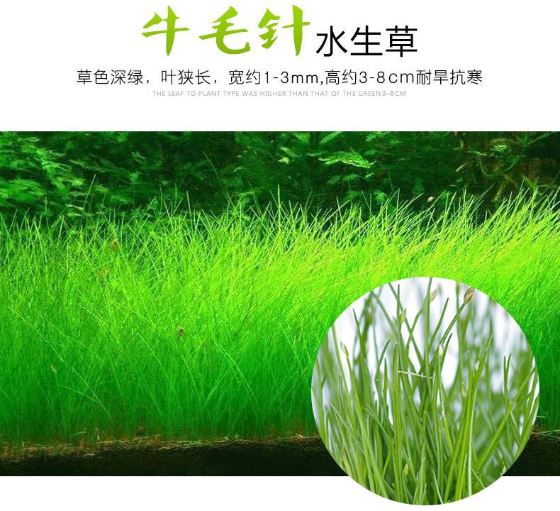 鱼缸水草水草懒人造景小对叶水草草缸牛毛草水