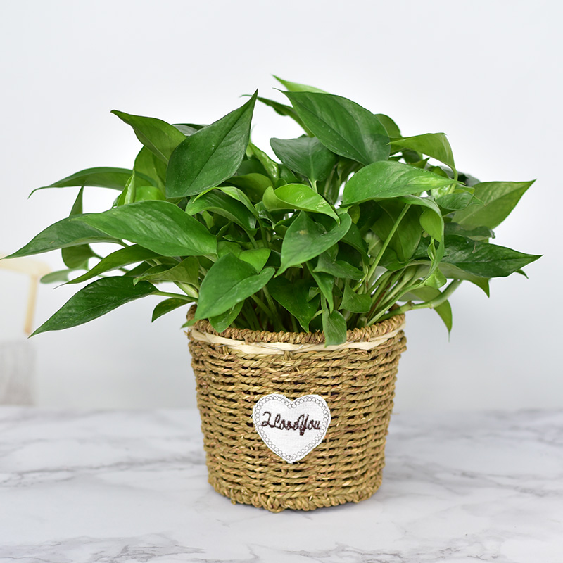 Handmade woven straw choreographer basket European-style field wind living room table top decoration green loo green plant flower pot hydropony water storage basin-Taobao