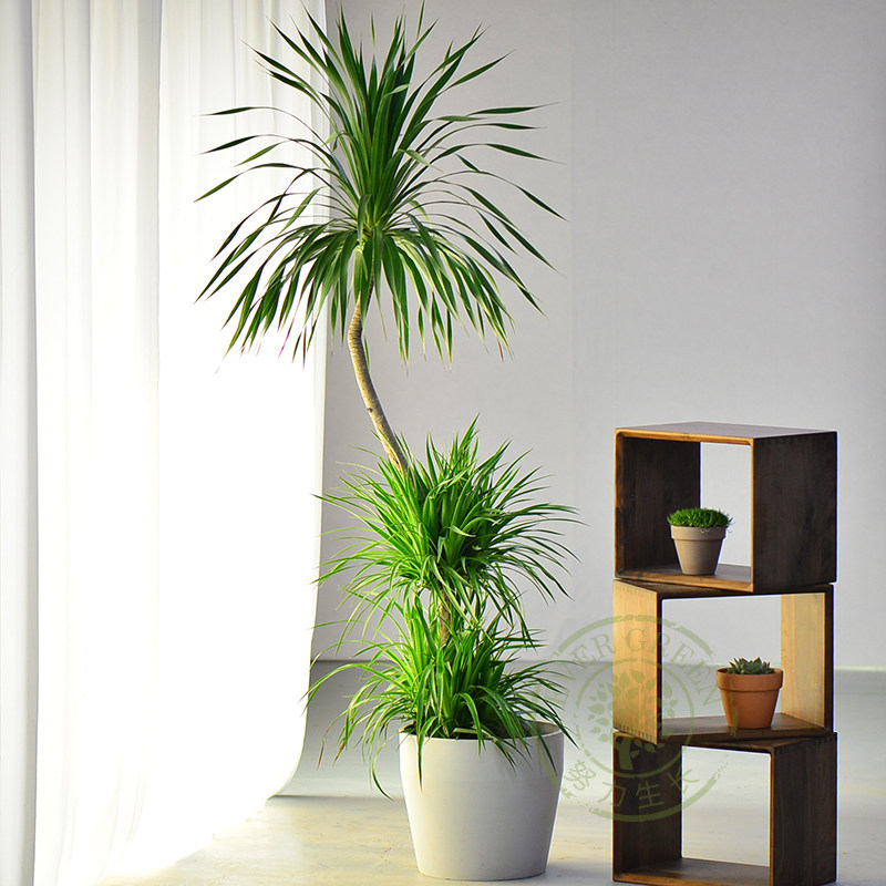 龍血樹簡約北歐風ins風室內網紅大型植物盆栽淨化空氣造型綠植