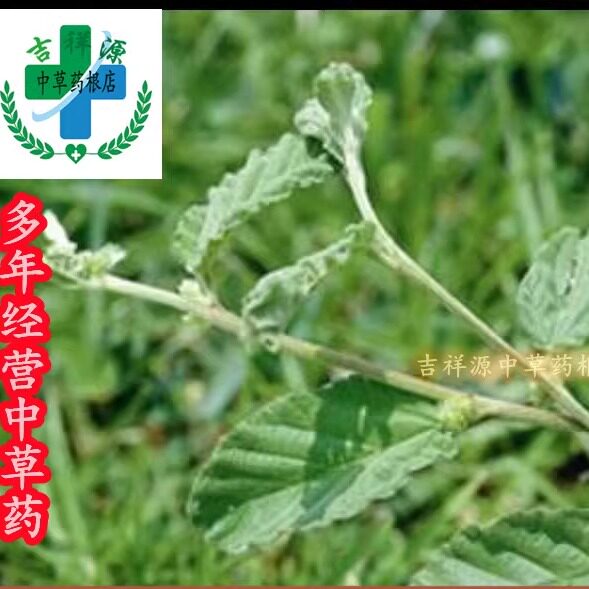 吉祥源中草药根店