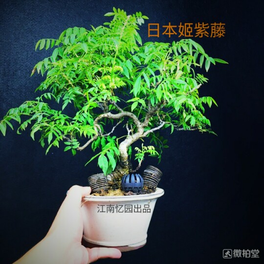 日本紫藤日本姬紫藤也叫小藤葉子小植株緊湊適合做小品盆栽