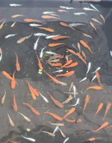 Random welfare view of two or three species of medaka