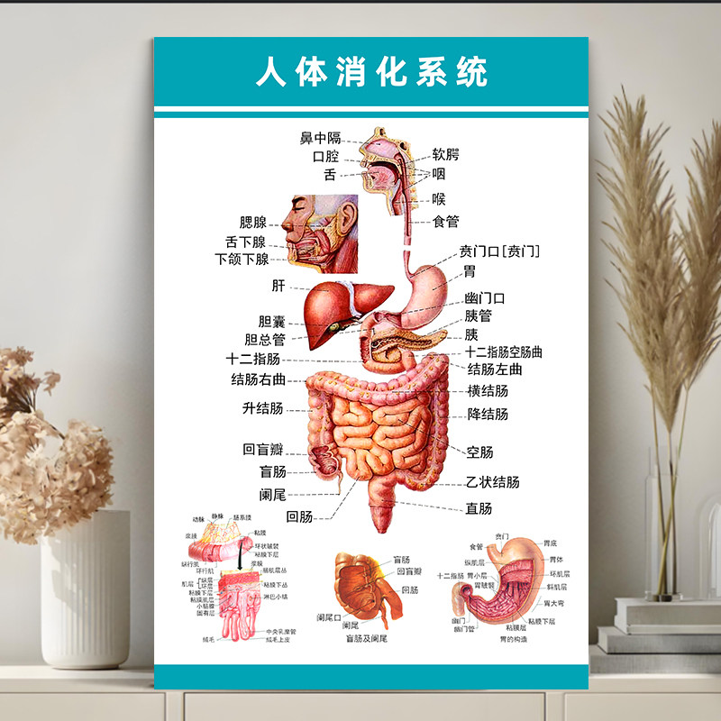 Human Body System Colorful Anatomy Wall Chart Digestive System Structure Diagram Viscera Organ Medical Promotional Poster