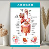 Human Body System Colorful Anatomy Wall Chart Digestive System Structure Diagram Viscera Organ Medical Promotional Poster