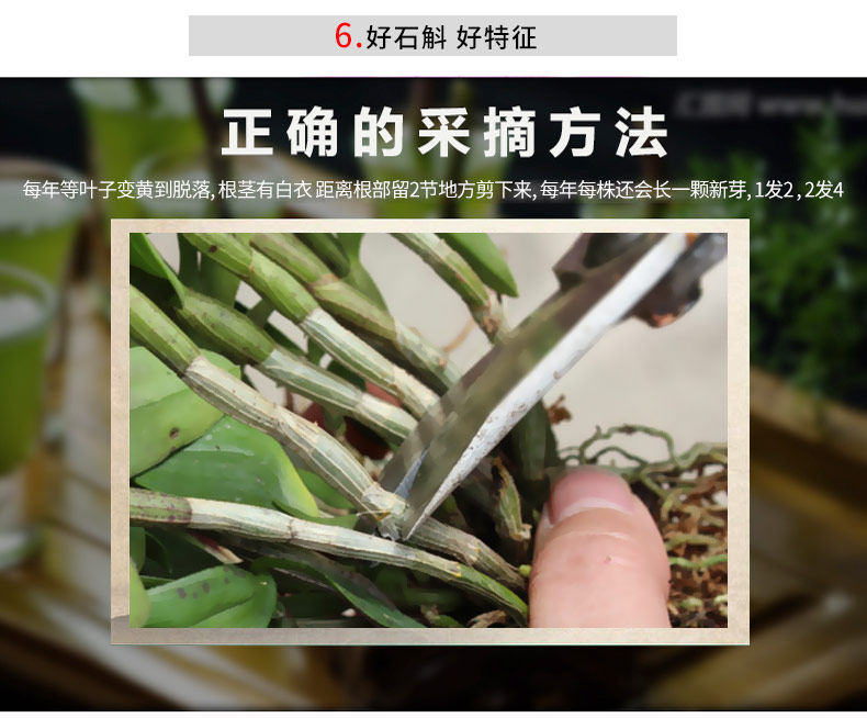 0701 Саженцы 3 горшки 790_12.jpg