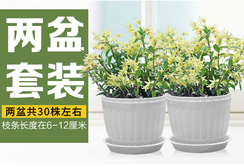 0701 Саженцы 3 горшки 790_02.jpg