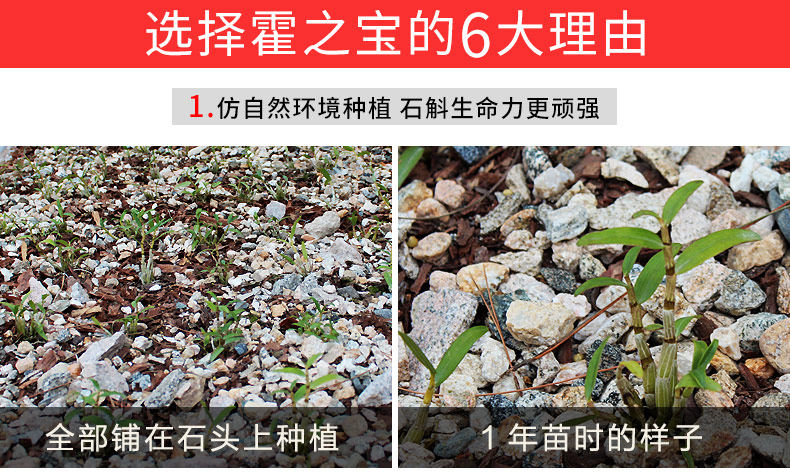 0701 Саженцы 3 горшки 790_05.jpg