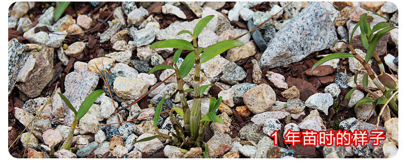 0226 Iron 4 Miao 790_22.jpg